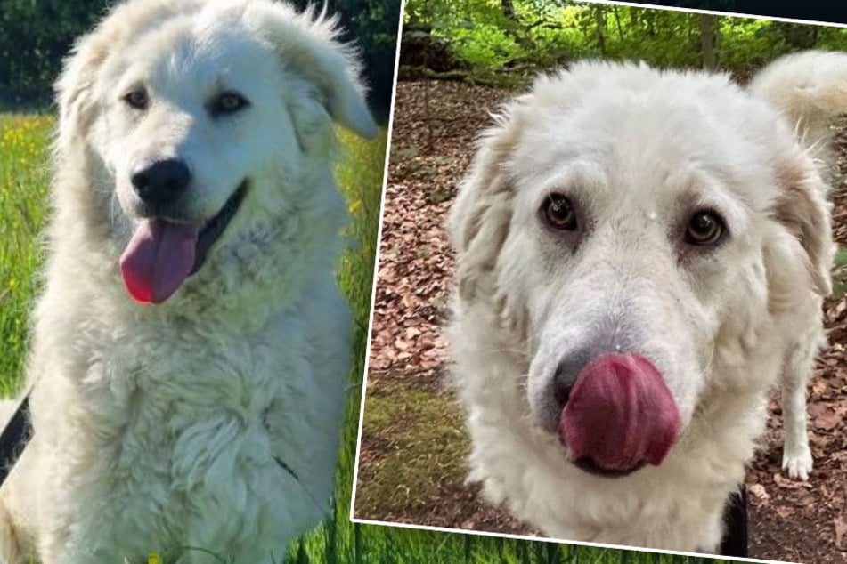 Ce que fait cette chienne lorsqu'on la promène est simplement mignon