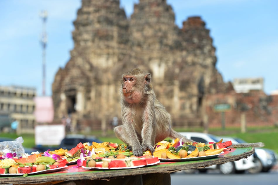 Ein wahrlich bunt-geschmücktes Bankett wurde für die tierischen Touristenmagneten dieses Jahr präpariert.