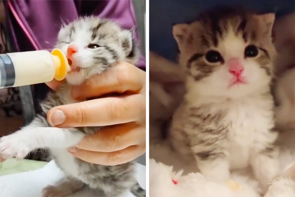 Raubtierfütterung, damit aus dem Mini-Fellknäuel bald eine stattliche Katze werden kann.