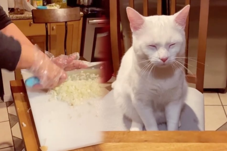 Junge Frau schneidet Zwiebeln, ihrer Katze bekommt das gar nicht gut