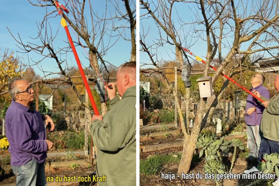 Für eine stattliche Pflaumenausbeute im nächsten Jahr muss jeder Schnitt gut überlegt sein - das kostet Kraft!