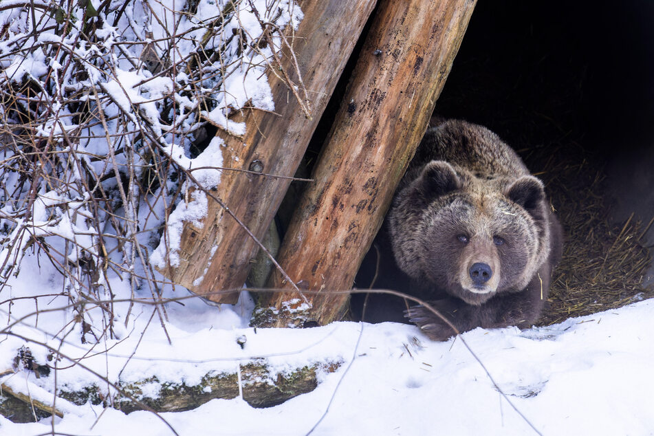 Tierschützer aus dem Schwarzwald will Bären in der Ukraine retten!