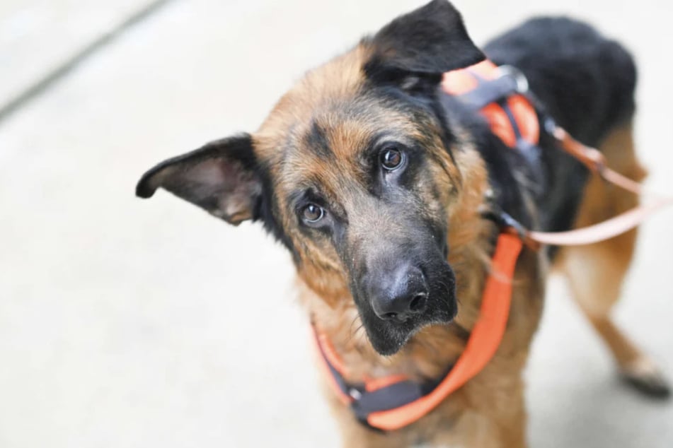 Wer könnte diesen Augen widerstehen? Schäferhund Jasper (2) sucht ein neues Zuhause.