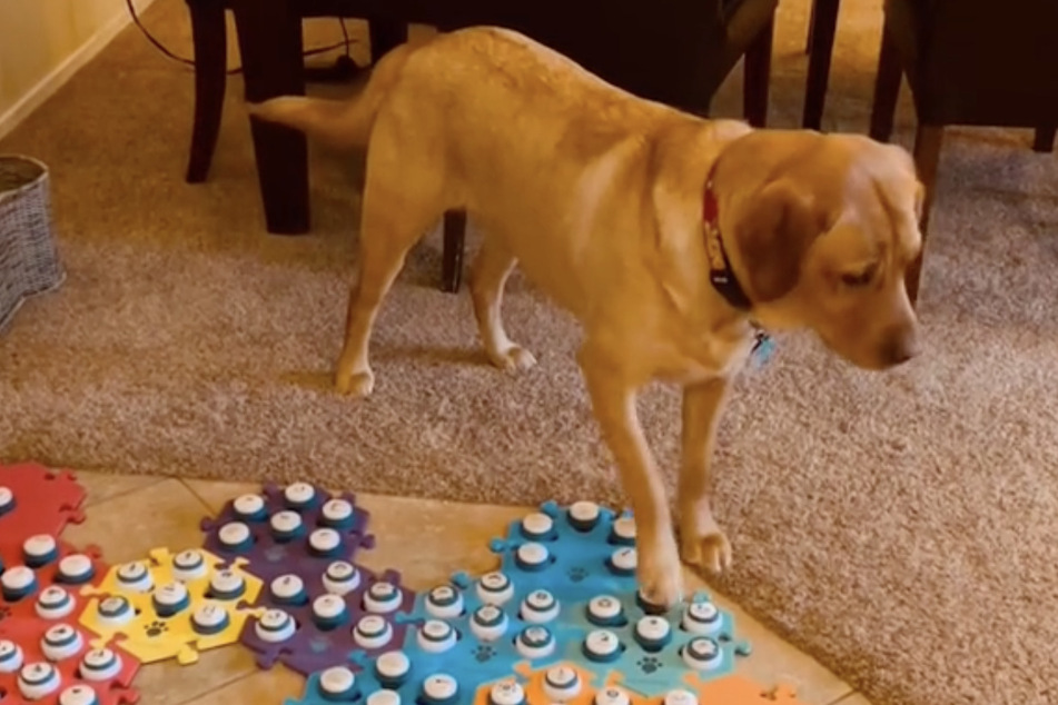 Copper the Chatty Lab proves dogs can "talk" and pushes TikTok's buttons