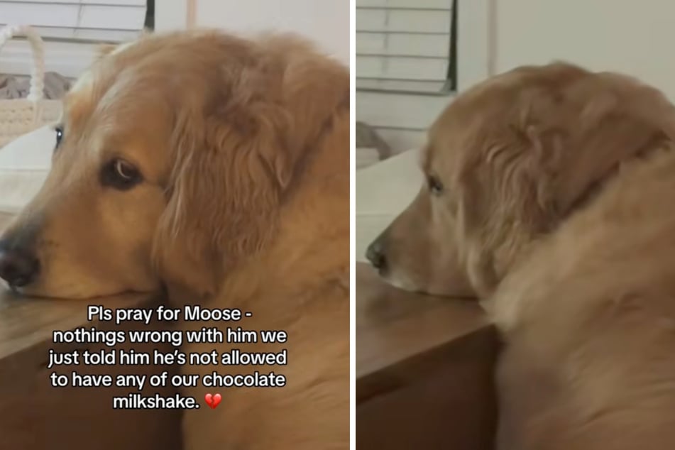 With his snout on the table and a blank stare, this dog mourns because he is not allowed to snack.