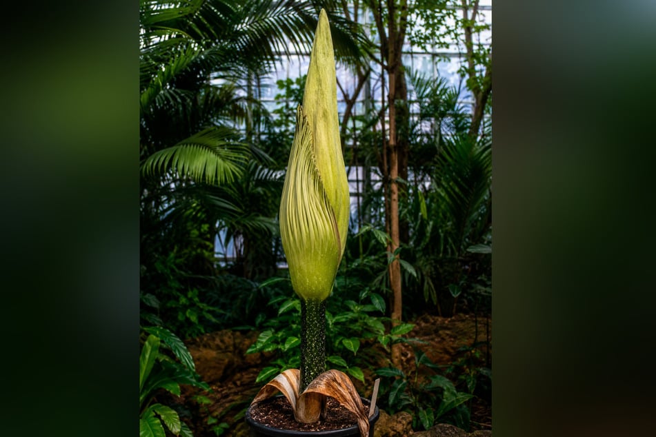 Eine solche Titanenwurz wurde aus dem Botanischen Garten in Göttingen gestohlen.
