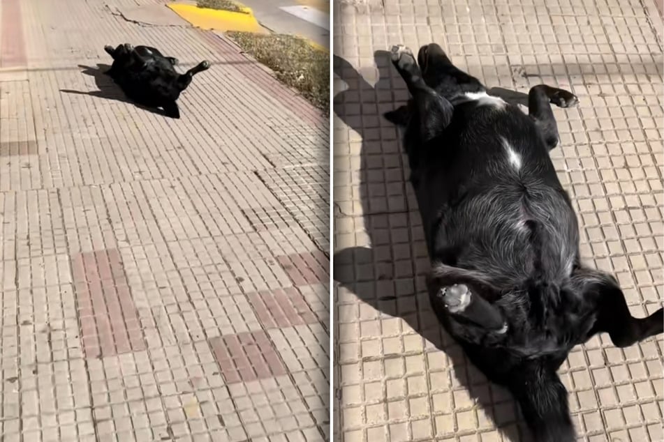 So fand Mati Chamorro den Hund auf der Straße liegend vor.