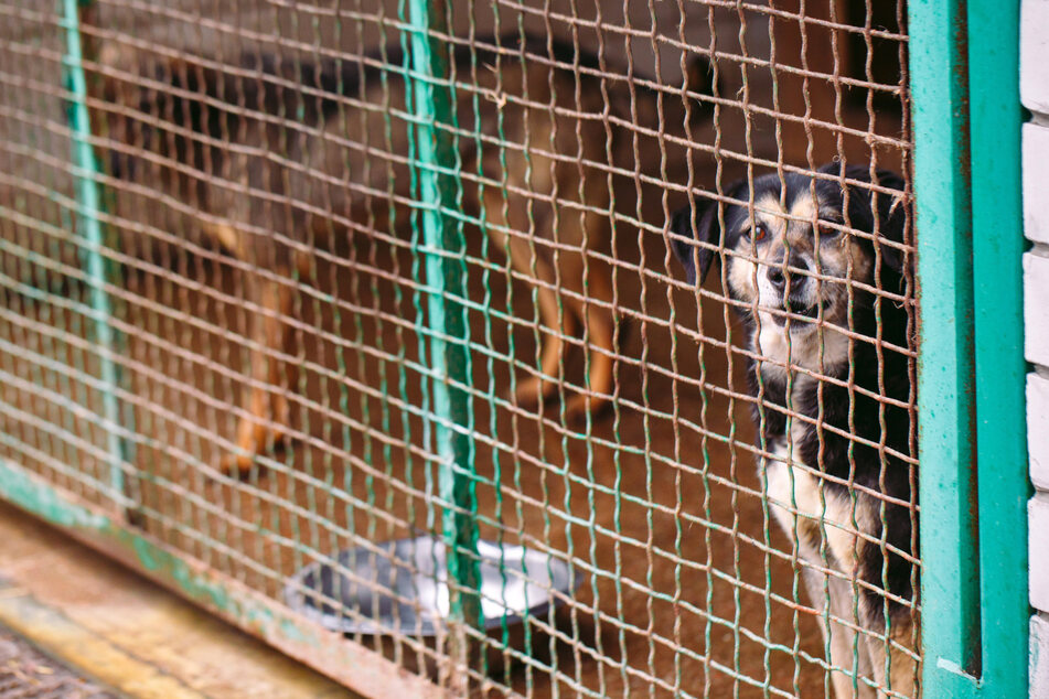 Um unnötiges Einschläfern in Tierheimen zu vermeiden, sollte man Hunde adoptieren, statt sie bei Züchtern zu kaufen. (Symbolbild)