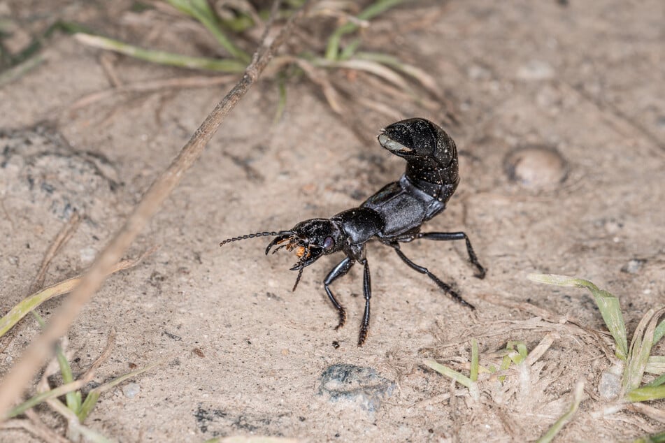 Beim Mini-Skorpion im Garten handelt es sich um den Schwarzen Moderkäfer. Giftig ist er jedoch nicht.