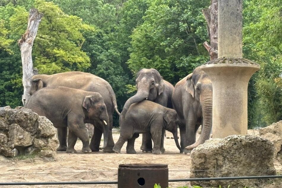 Elefantenherden haben eine feste Rangordnung.