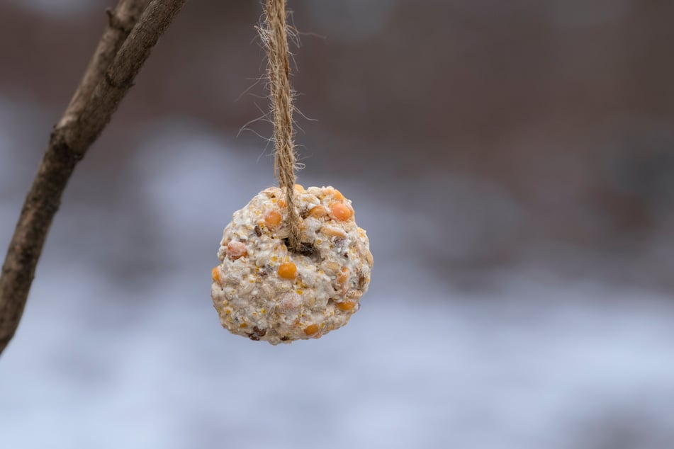 Mit Fett, Samen und Körnern lassen sich Meisenknödel ganz einfach selbst machen.