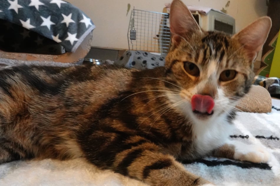 Zutraulich, verspielt, herzlos ausgesetzt: Kater "Prinz" wünscht sich ein Zuhause