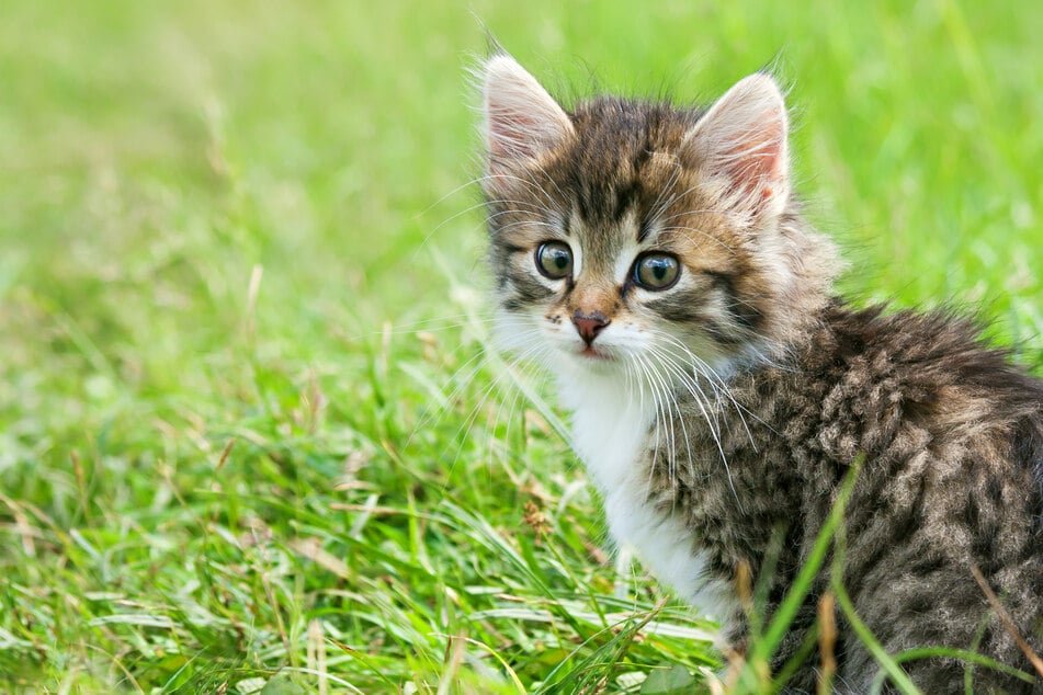 Junge Hauskatzen können ganz schnell mit Wildkatzen verwechselt werden (Symbolbild).