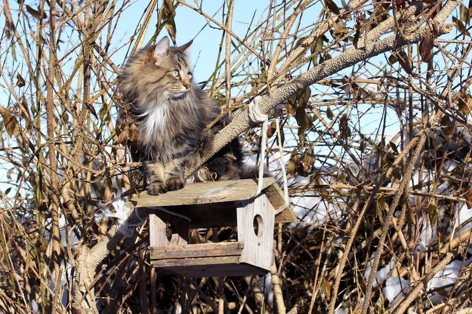 Lauernde Katzen können der Grund sein, warum keine Vögel zum Vogelhaus kommen.