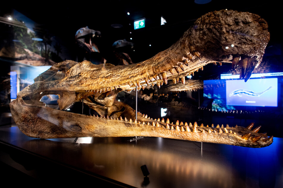 Der rekonstruierte Schädel eines Sarcosuchus Imperator steht in der neuen Erlebnisausstellung "Saurier - Giganten der Meere“" im Aquarium Wilhelmshaven.