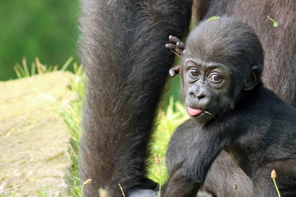 Berlin: Süßer Nachwuchs im Zoo Berlin: Gorilla-Mädchen Tilla tappst durchs Gehege