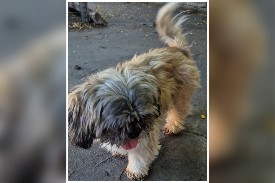 Vito kam als Fundhund ins Frankfurter Tierheim. Da sich niemand nach dem kleinen Kerl erkundigt hat, kann er jetzt vermittelt werden.