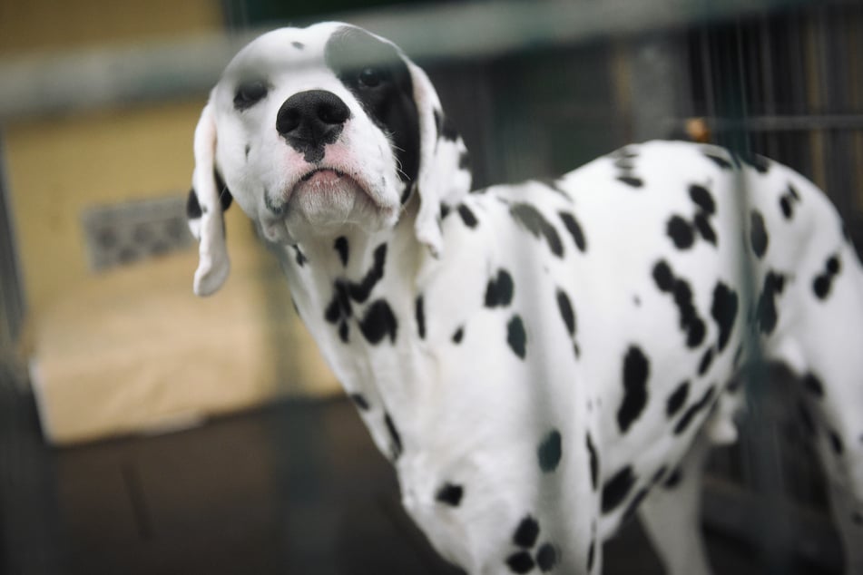 Viele Hunde können von Heimen nicht mehr aufgenommen werden oder warten vergeblich auf ein neues Zuhause.