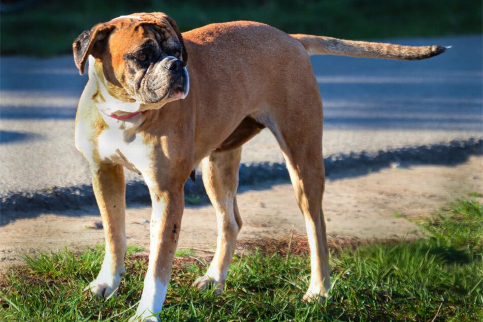 Die Hündin wartet im Tierheim Stendal Borstel auf neue Besitzer.