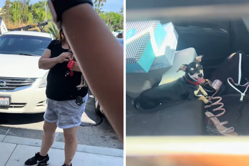 Frau rettet Chihuahua aus Hitze-Auto: Dann taucht dessen Besitzerin auf