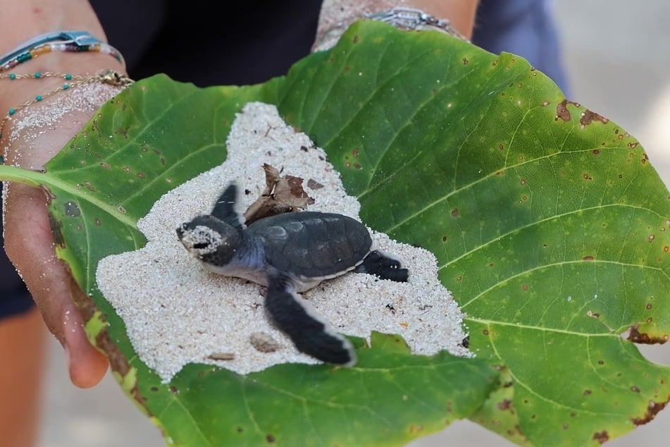 Die kleinen Schildkröten werden auf einem Blatt ins Meer bugsiert.