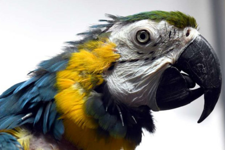 Papagei Jakob hat seine große Liebe verloren: Findet der arme Vogel noch sein Glück?