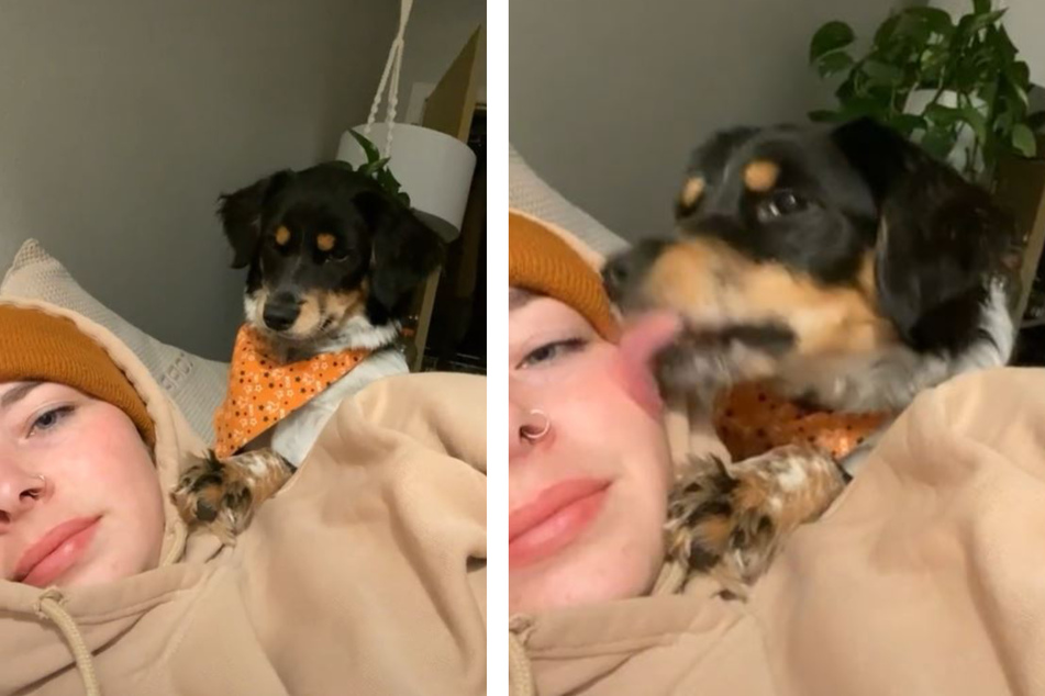 Hund gibt Frauchen ein Küsschen: Was dann passiert, sorgt für jede Menge Gelächter