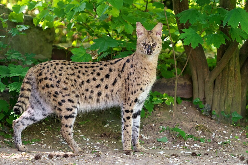 Wer diese Wildkatze sieht, sollte ruhig bleiben und umgehend die Krefelder Polizei informieren.