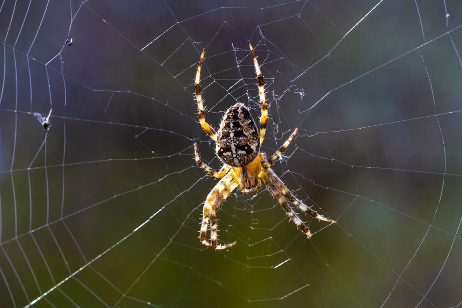 Warum sind Spinnen im Garten nützlich?