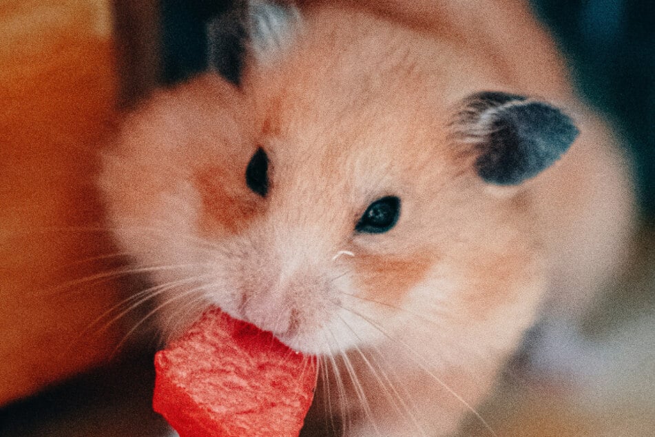 Selbst bei geeignetem Frischfutter für Hamster kommt es auf die Menge an.