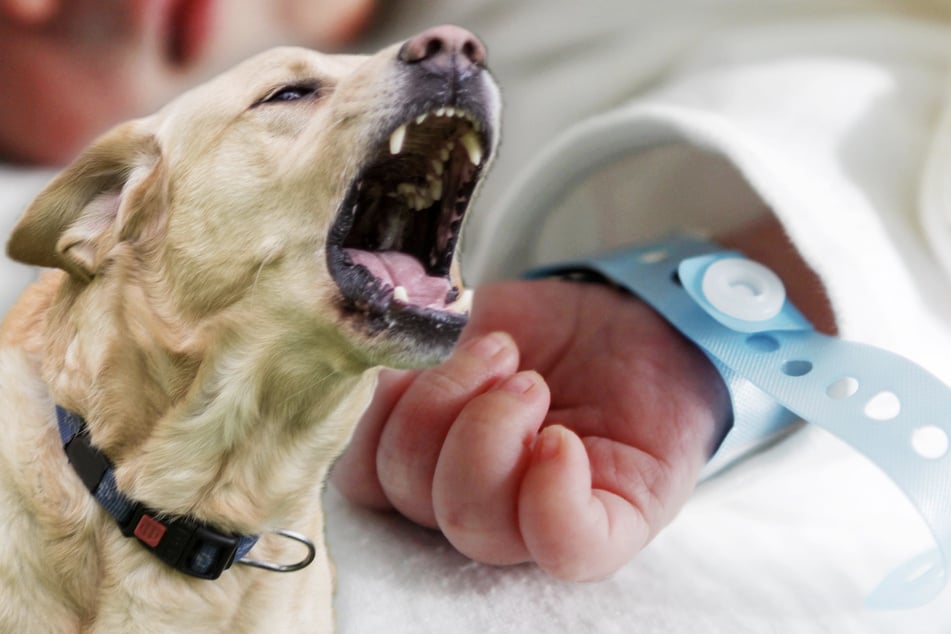 Grausamer Angriff: Familienhund tötet fünf Tage altes Baby