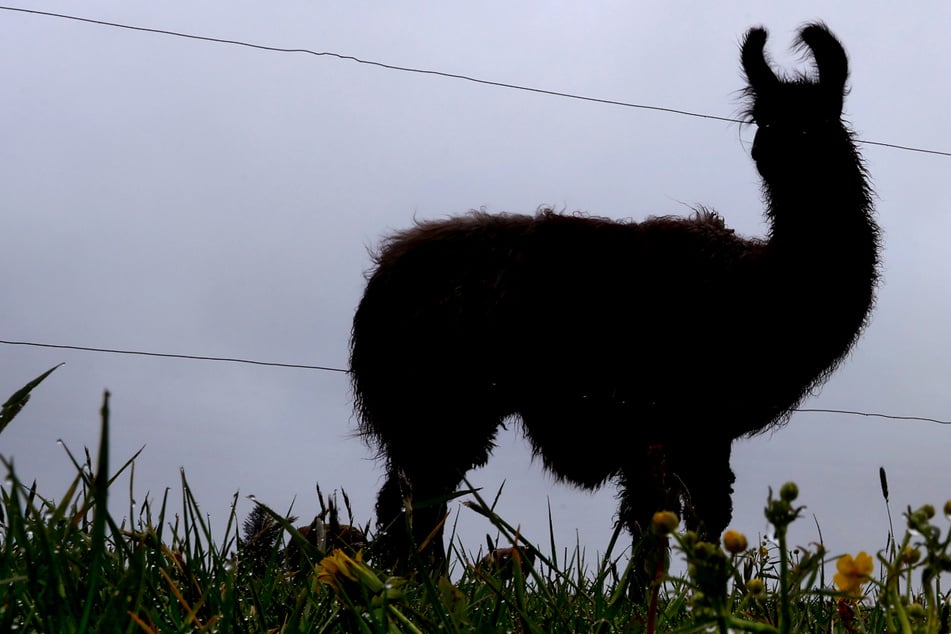 Drei Lamas büxen aus ihrem Gehege aus und verirren sich auf die Straße: Besitzer muss einschreiten