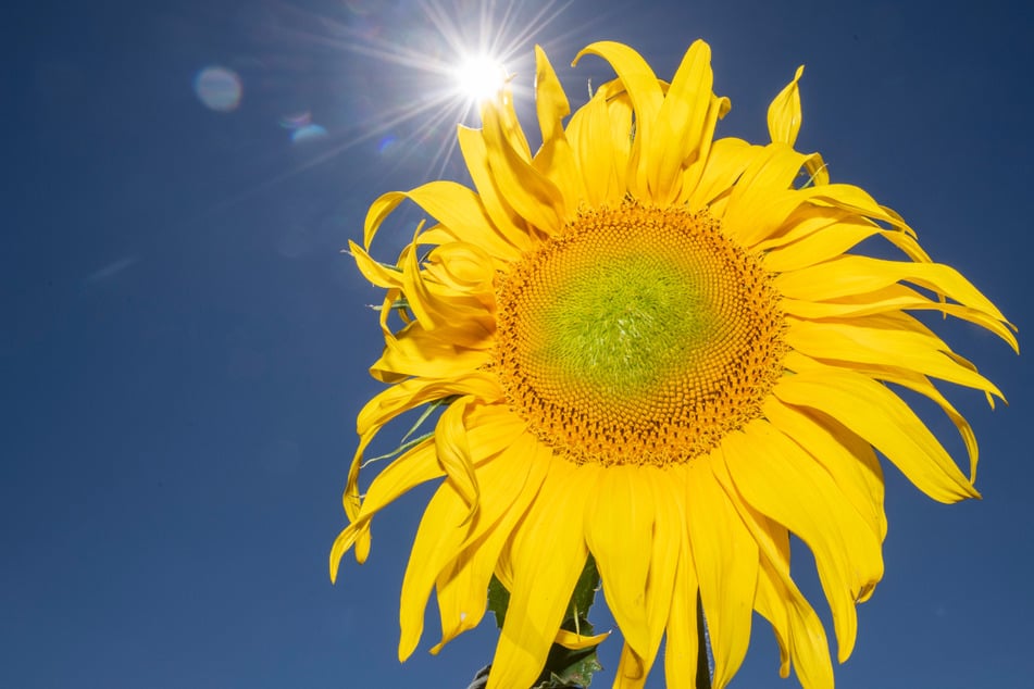Sommer, Sonne, Hitze: Heute war der heißeste Tag des Jahres! Diese Marke wurde erreicht