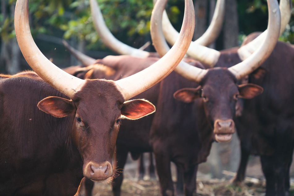 Police officers in Norfolk, Nebraska pulled over a driver who had a massive Watusi African bull in the passenger seat (stock image).