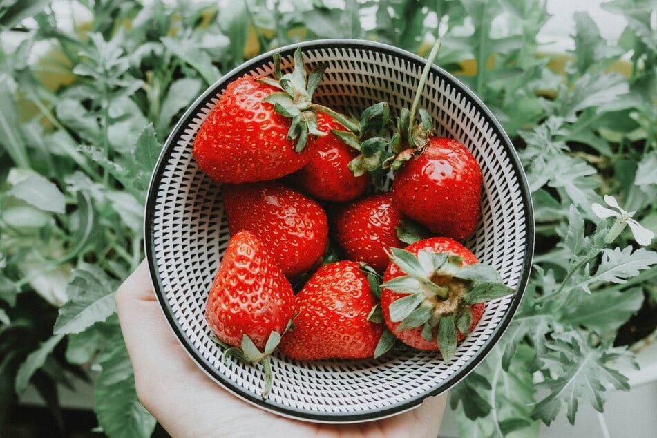 Erdbeeren und andere Früchte werden vom Obstbau Rüdiger zur Selbstpflücke angeboten. (Symbolbild)