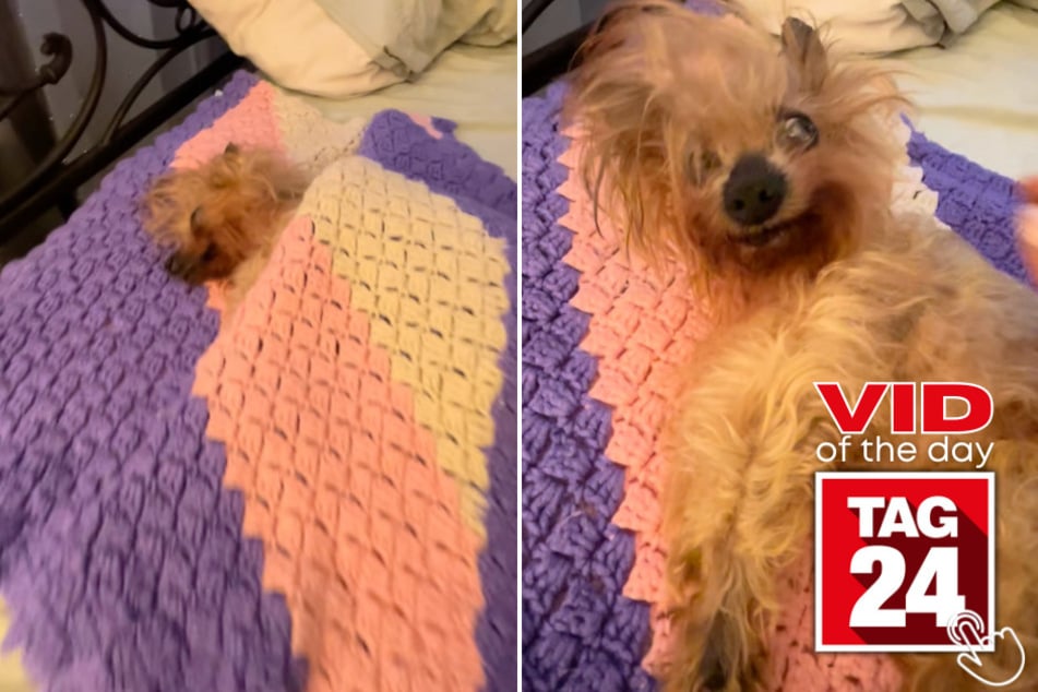 This sleepy pup absolutely refused to leave his comfy bed!