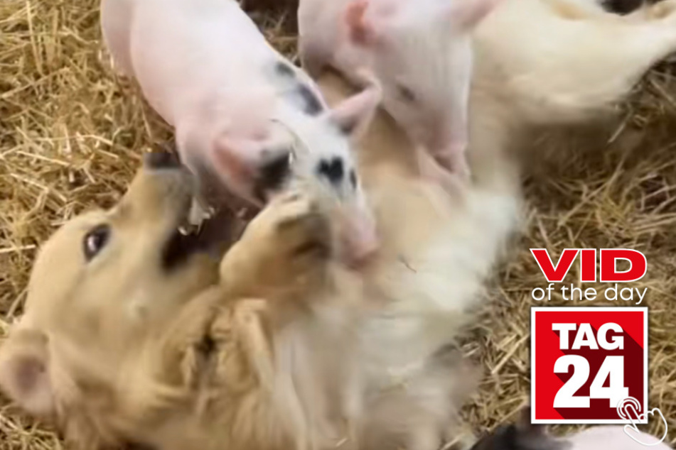 Check out today's Viral Video of the Day, which showcases a friendly pup named Winston and his pig-pen pals!