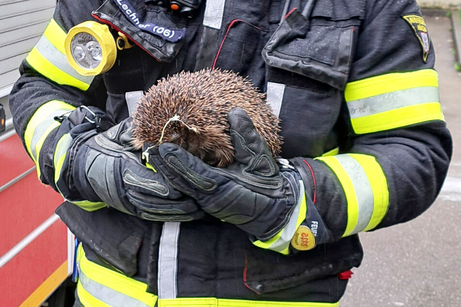 Die Münchner Feuerwehr konnte einen Igel retten.