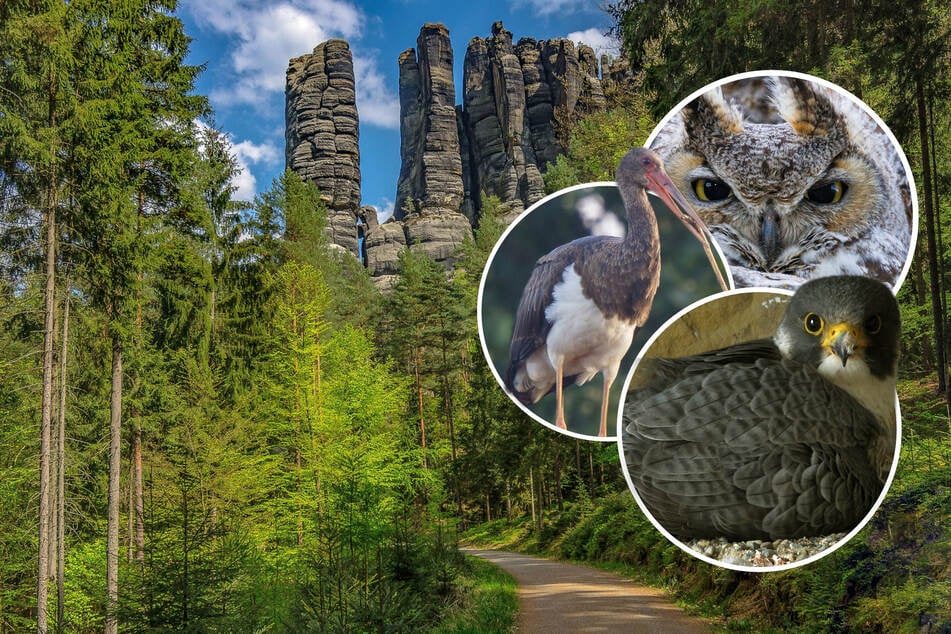 Vogelbrut! In der Sächsischen Schweiz werden Klettergipfel gesperrt