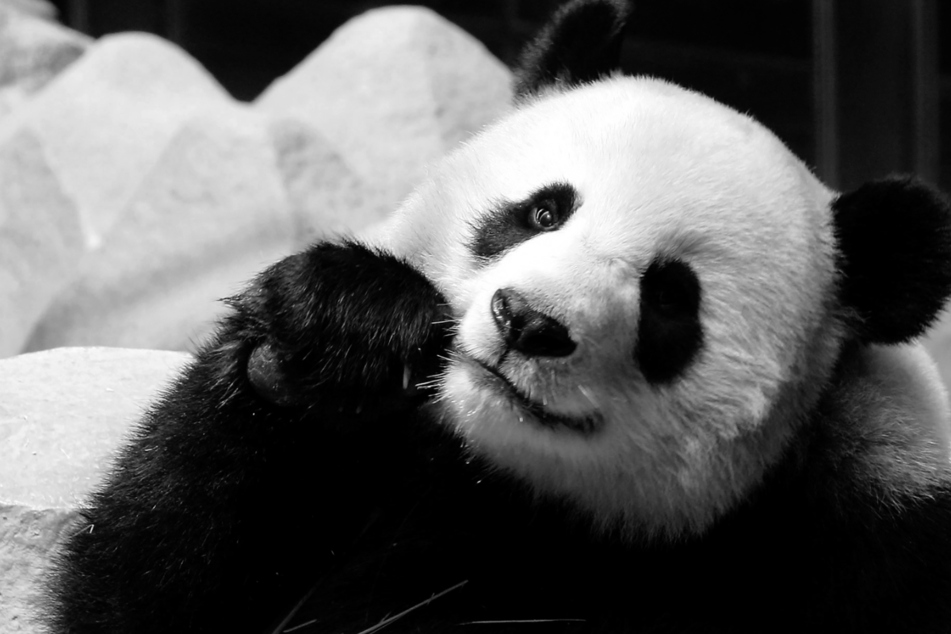 Sie war DIE Attraktion im Zoo: Riesenpanda-Dame plötzlich tot