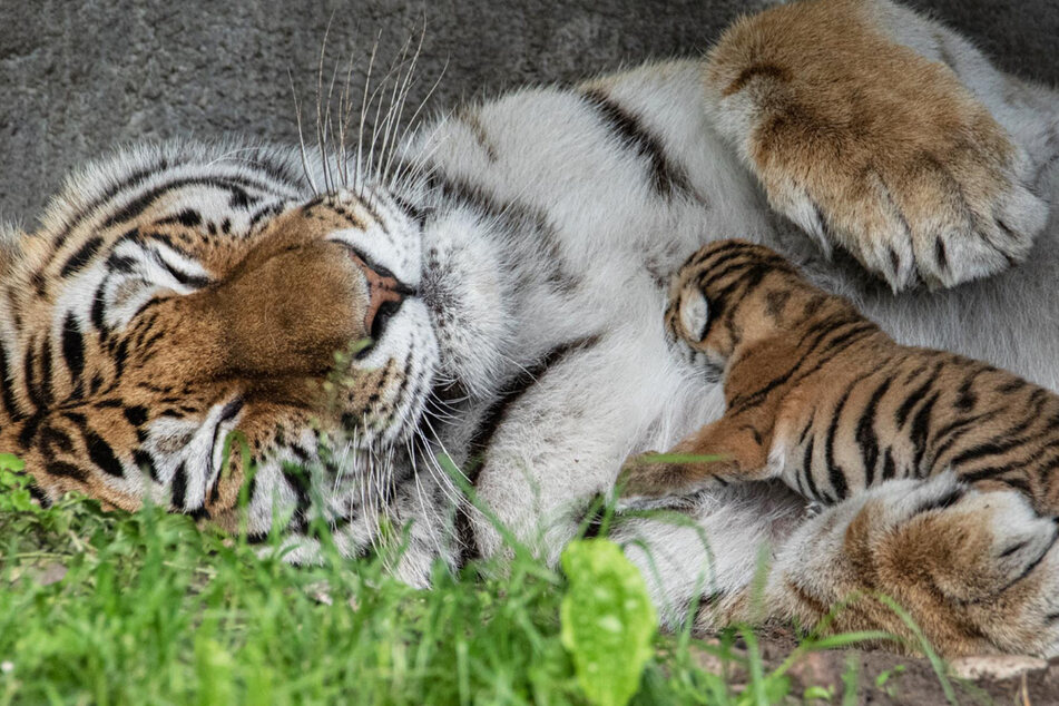 Seltener Tiger-Nachwuchs im Tierpark Hagenbeck überrascht Besucher