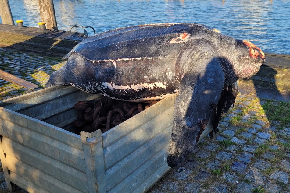 Die Besatzung des Tonnenlegers "Triton" hatte am Montag eine verendete, mehrere Hundert Kilogramm schwere Lederschildkröte aus der Nordsee vor Schleswig-Holstein gezogen.