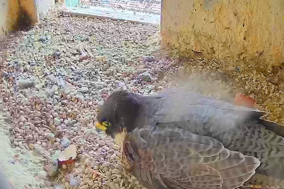 Die erste Schale liegt offen im Nest: In den nächsten Tagen bleibt das Weibchen noch durchgehend beim Nachwuchs, um die übrigen Eier noch ausgebrütet und weil die Küken noch nicht kälteresistent sind.