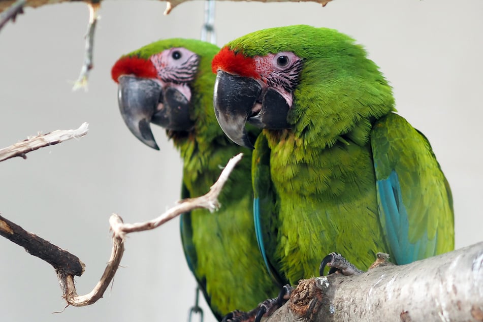 Ein Foto der zwei neuen Damen wurde auch schon veröffentlicht.