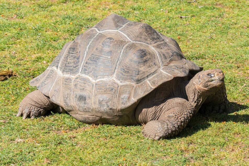 Nicht ohne Grund ist die Riesenschildkröte ein Symbol für das hohe Alter. An Land gehört sie zu den Tieren, die am ältesten werden können.