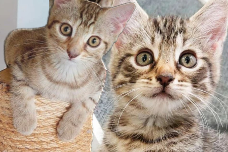 Les mamans chats issues de situations catastrophiques mettent au monde des bébés handicapés à la maison
