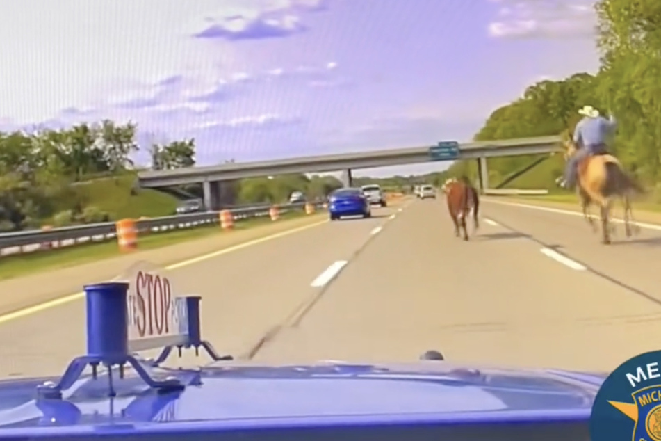 Holly cow! Escaped bull leads officers on a wild chase down the highway!