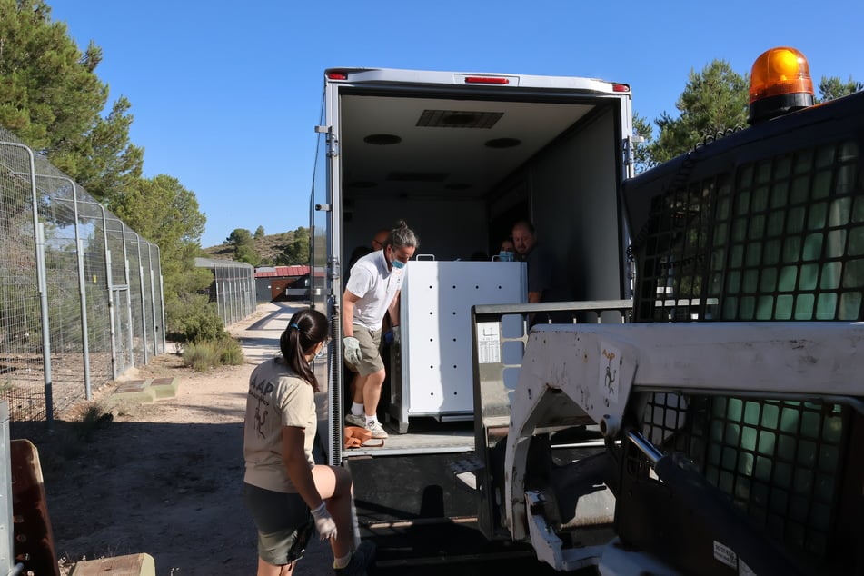 Die sechs beschlagnahmten Tiger sind derweil in ihrem neuen Zuhause, einer Rettungsstation der Tierschutzorganisation Animal Advocacy Protection (AAP) im spanischen Vellina angekommen.