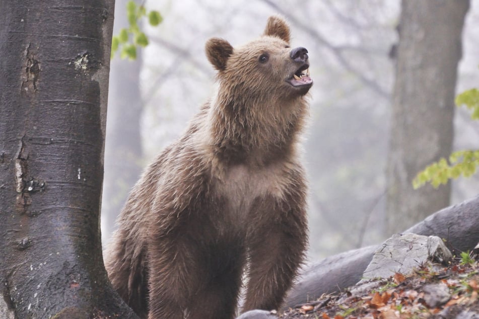 In der Slowakei auf einen Braunbären zu treffen, ist nicht abwegig. In den Wäldern leben mehr als tausend Tiere in freier Wildbahn. (Symbolbild)