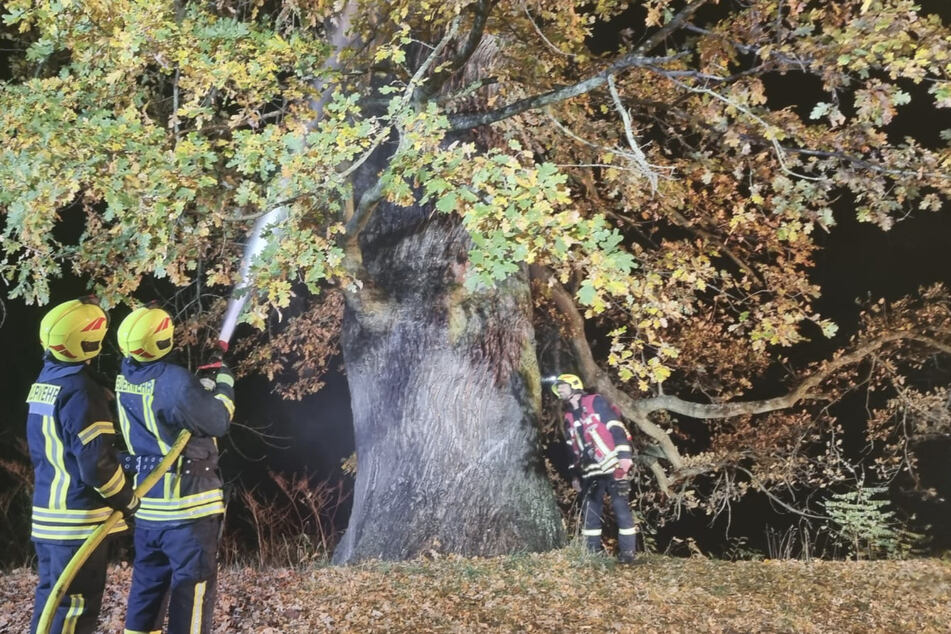 Abendliche Löscharbeiten im Landkreis Leipzig: In Colditz wurde eine 25-Meter-Eiche in Brand gesetzt.